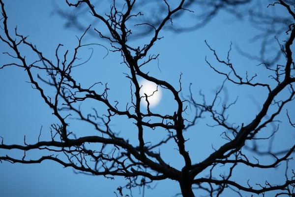 Jardiner avec la lune