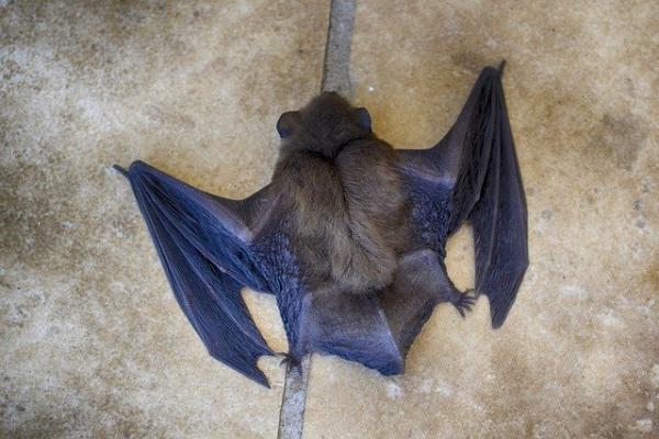 chauves souris