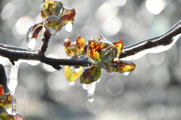 Gel sur arbre fruitier